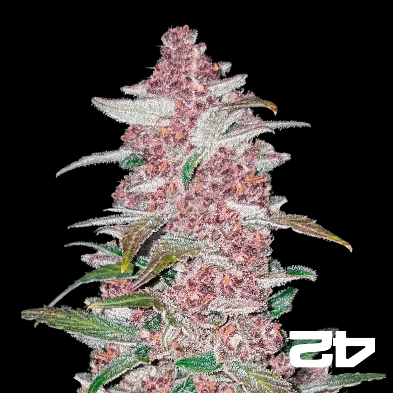 View BlackBerry Auto féminisée Fasts Buds - Grow Barato