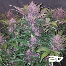 BlackBerry Auto féminisée Fasts Buds - Grow Barato
