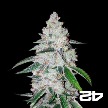 View West Coast OG Auto féminisée de Fast Buds - Grow Barato
