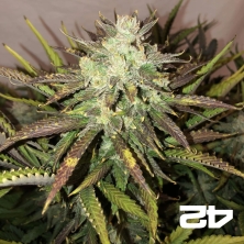 Gorilla Auto