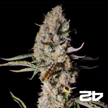 View Gorilla Zkittlez Auto Fast Buds - GB The Green Brand