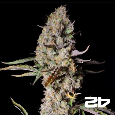 Gorilla Zkittlez Auto Fast Buds - GB The Green Brand
