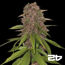 View C4 de Fast Buds American Autoflowers - Grow Barato