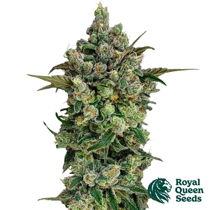 Dark Matter Cake F1 | Récoltes XXXL - Royal Queen Seeds