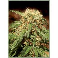 Les variétés les plus résineuses de Sweet Seeds photo de Sweet Tai® (SWS03) les varietes les plus resineuses de sweet seeds