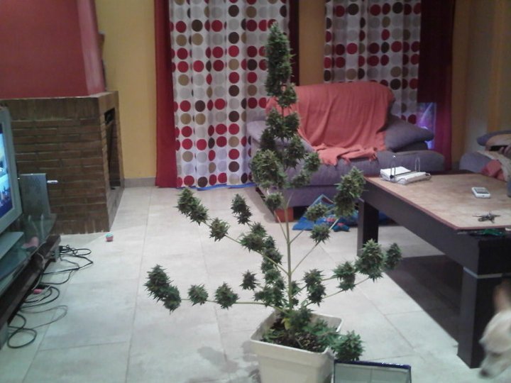 Les variétés les plus résineuses de Sweet Seeds photo de Cream Caramel® (SWS04) les varietes les plus resineuses de sweet seeds