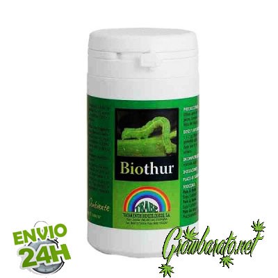 la chenille sur les plantes de cannabis