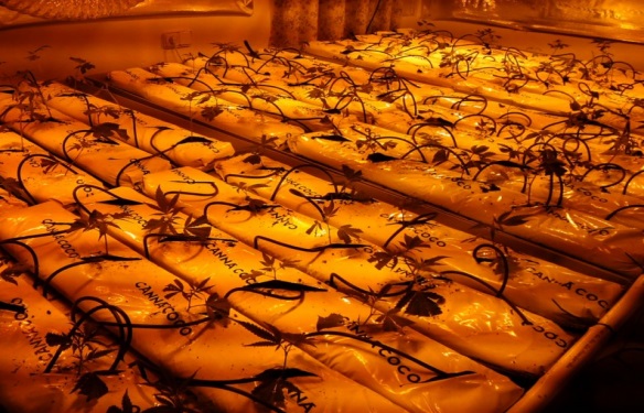 Culture de cannabis en slabs de coco Culture de cannabis en slabs de coco