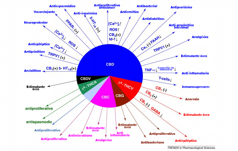 Actualités sur le cannabis