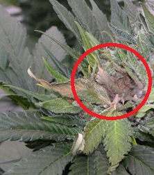 la chenille sur les plantes de cannabis