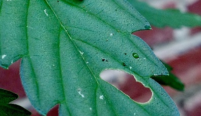 la chenille sur les plantes de cannabis