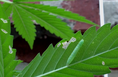 La chenille sur les plantes de cannabis