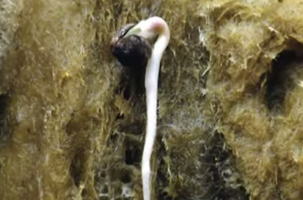 Analyse de produits Analyse de produits