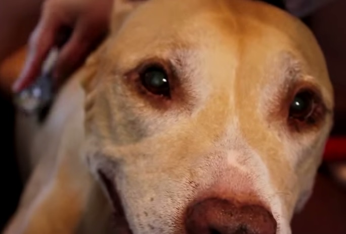 Actualités sur le cannabis