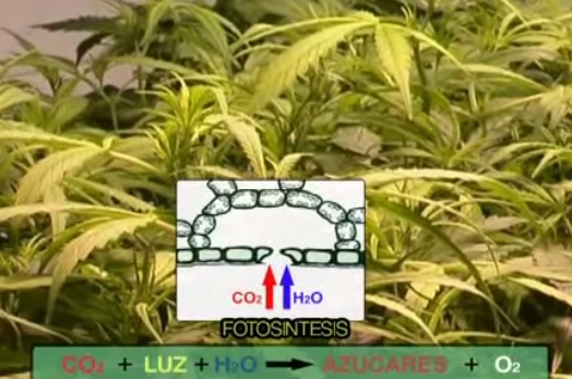 Actualités sur le cannabis