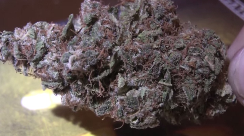 Les origines de la Blueberry