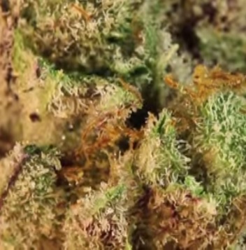 Augmenter la production de résine et de THC photo de trichomes augmenter la production de resine et de thc