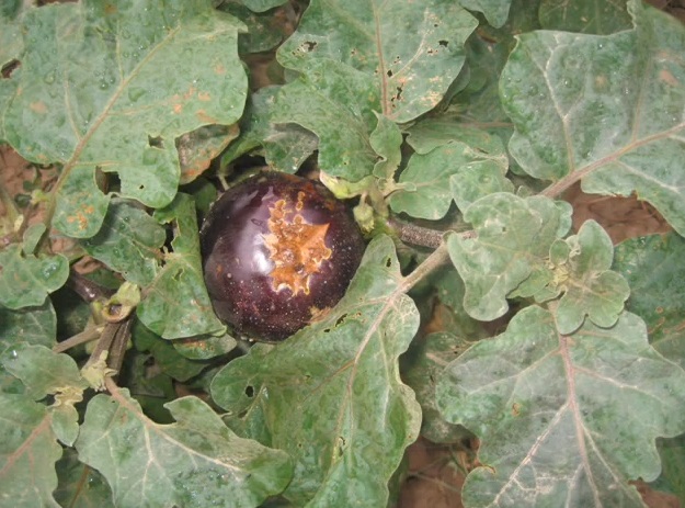 Actualités sur le cannabis