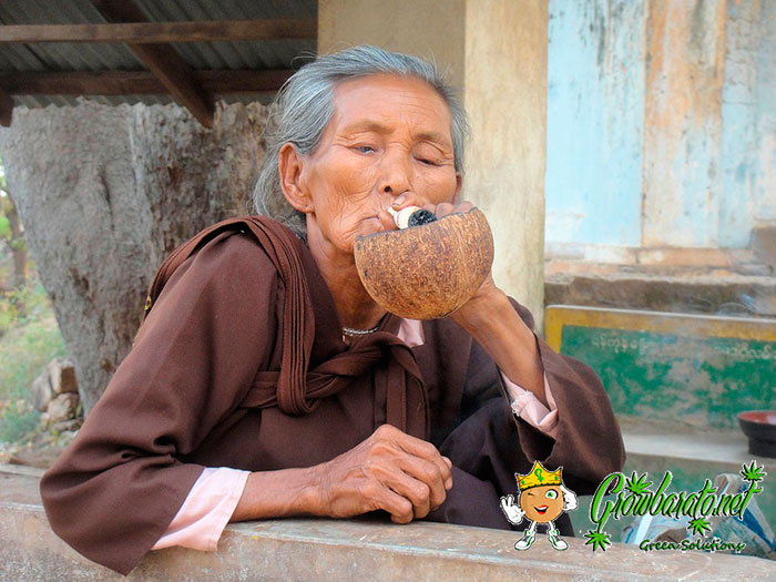 Augmentation de la consommation de cannabis chez les seniors.