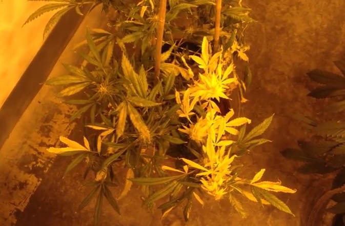 Actualités sur le cannabis