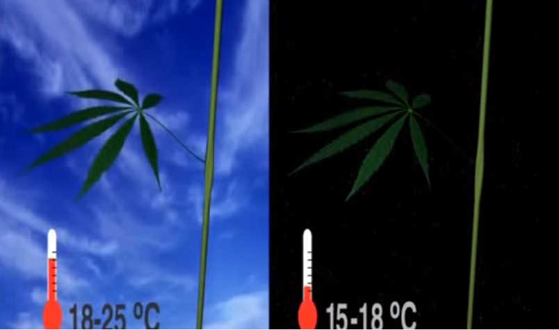 Actualités sur le cannabis