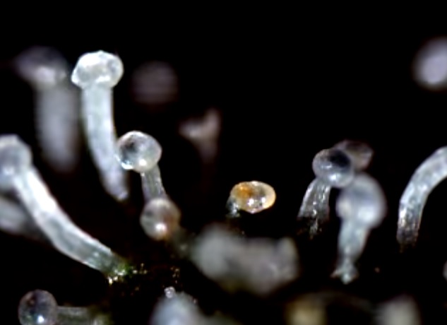 Augmenter la production de résine et de THC photo trichomes de Cheese augmenter la production de resine et de thc
