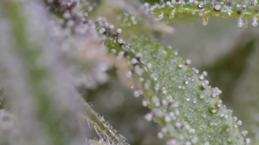 Augmenter la production de résine et de THC photo trichome mauve augmenter la production de resine et de thc