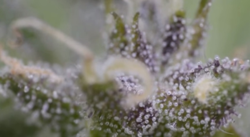 Augmenter la production de résine et de THC photo de trichomes violets augmenter la production de resine et de thc