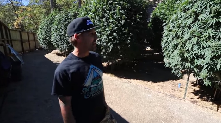 Actualités sur le cannabis