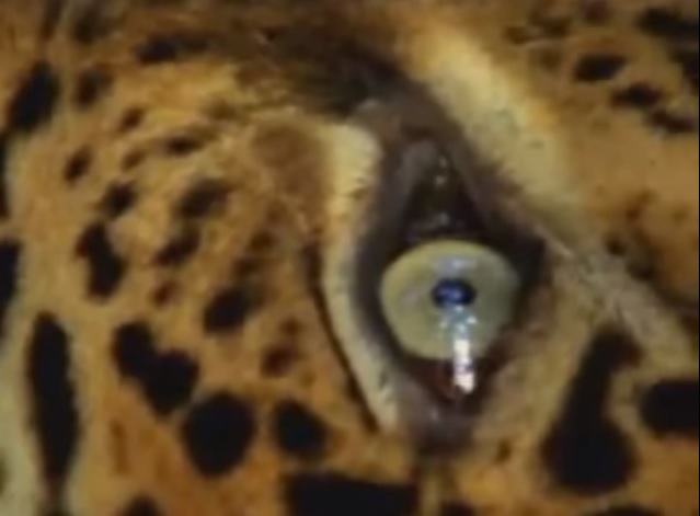 Actualités sur le cannabis