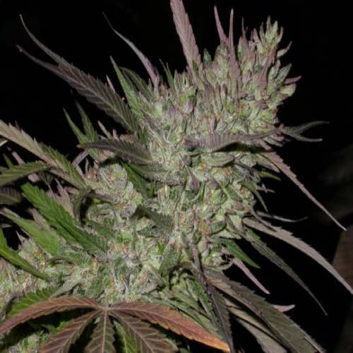 Variétés purement indica