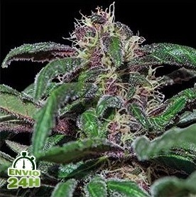 les meilleures varietes mauves de cannabis