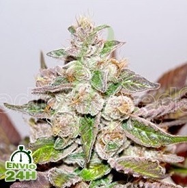 les meilleures varietes mauves de cannabis