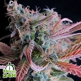 les meilleures varietes mauves de cannabis