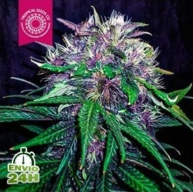 les meilleures varietes mauves de cannabis