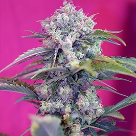 Les variétés les plus résineuses de Sweet Seeds photo de Cream Mandarine Auto® (SWS29) les varietes les plus resineuses de sweet seeds