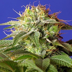 Les variétés les plus résineuses de Sweet Seeds photo de Green Poison® (SWS14) les varietes les plus resineuses de sweet seeds