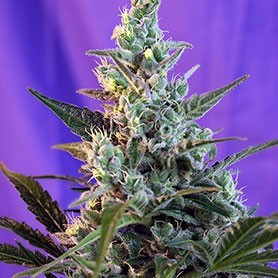 Les variétés les plus résineuses de Sweet Seeds photo de Sweet Skunk Auto (SWS34) les varietes les plus resineuses de sweet seeds