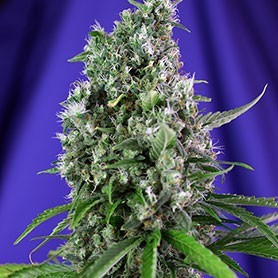 Les variétés les plus résineuses de Sweet Seeds photo de Sweet Trainwreck Auto (SWS47) les varietes les plus resineuses de sweet seeds