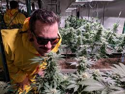 contrôle des odeurs de cannabis