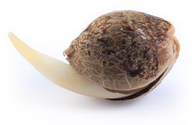 Actualités sur le cannabis