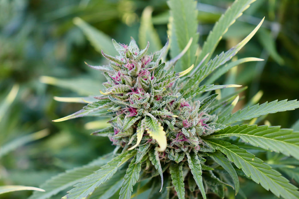 Actualités sur le cannabis Actualités sur le cannabis