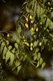 comment eliminer les sciarides