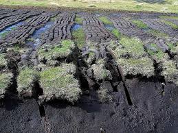 comment prevenir les sciarides