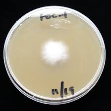 Fusarium et les plantes de cannabis