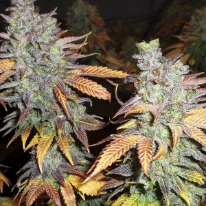 produit cannabis, Caramel 100%FEM. produit cannabis