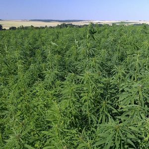 produit cannabis, graine de chanvre produit cannabis