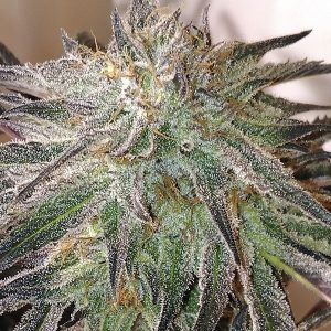 produit cannabis, Gelatto 100%FEM. produit cannabis