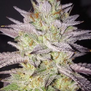 produit cannabis, Zkitlez 100%FEM. produit cannabis