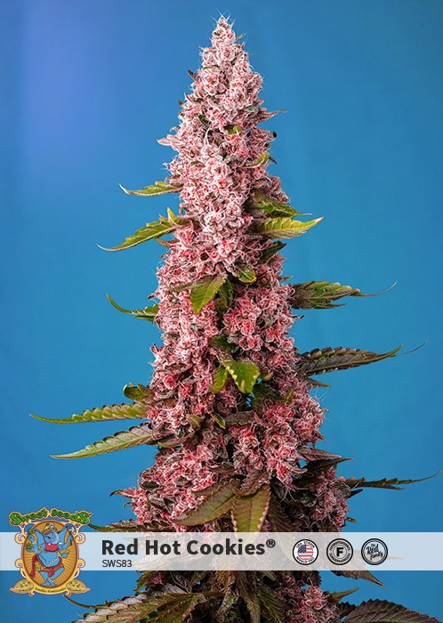 Actualités sur le cannabis Actualités sur le cannabis